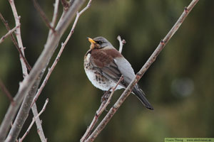 Björktrast, Turdus pilaris